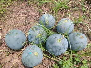 沐阳县吃瓜,探寻沐阳特色美食之旅