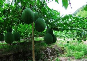 潮汕吊瓜怎么吃,传统美食的多样吃法探索