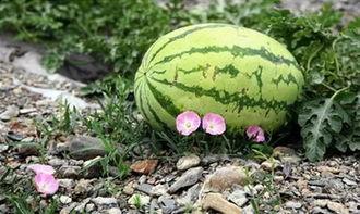 使劲儿吃瓜,揭秘“使劲儿吃瓜”背后的狂欢世界