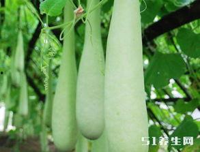 长期吃洋瓜好吗,长期食用洋瓜的健康益处与注意事项