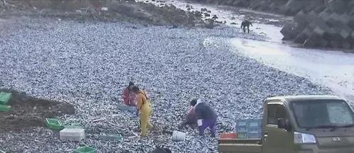 渔民现场吃瓜视频