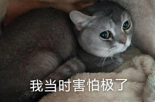 吃瓜猫仔,揭秘娱乐圈幕后故事