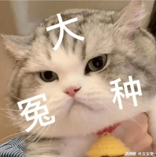 吃瓜猫仔,揭秘娱乐圈幕后故事  第2张