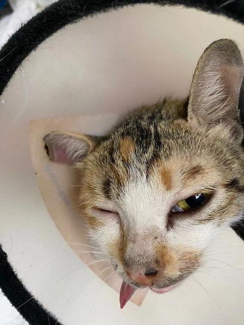 吃瓜猫仔,揭秘娱乐圈幕后故事  第3张