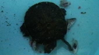 吃龟鱼后能不能吃哈密瓜,哈密瓜后的饮食宜忌解析  第1张