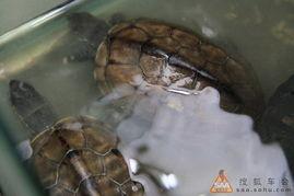 吃龟鱼后能不能吃哈密瓜,哈密瓜后的饮食宜忌解析  第2张