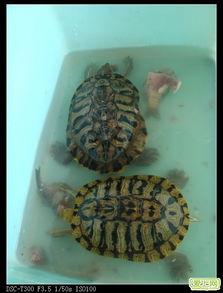 吃龟鱼后能不能吃哈密瓜,哈密瓜后的饮食宜忌解析  第3张