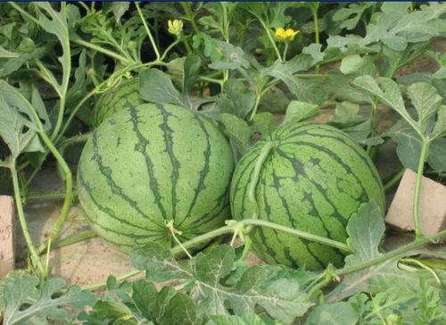 辽宁东港吃瓜事件,一场网络热议背后的真相与反思  第2张