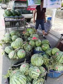 辽宁东港吃瓜事件,一场网络热议背后的真相与反思  第3张