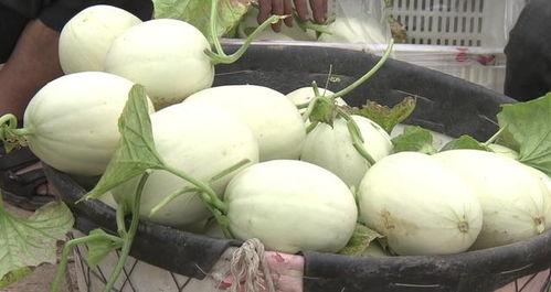 吃冰淇淋瓜功效,冰淇淋瓜，清凉解渴的神奇功效揭秘  第3张