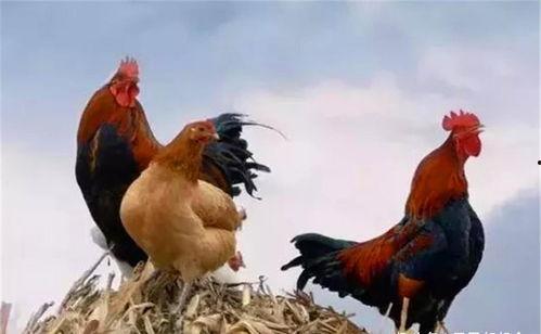 老牛也吃瓜  第3张