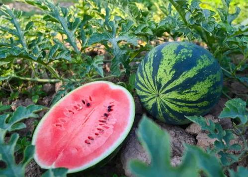 飞耀吃瓜  第3张