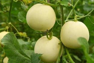 2018 吃瓜,娱乐圈风云再起，揭秘幕后真相