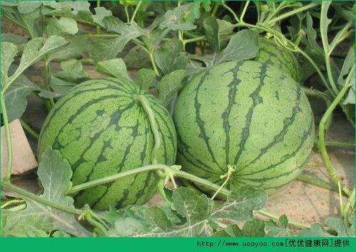 哪天吃瓜,揭秘“吃瓜群众”背后的秘密，这一天，你吃对瓜了吗？  第2张