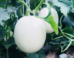 哪天吃瓜,揭秘“吃瓜群众”背后的秘密，这一天，你吃对瓜了吗？  第3张