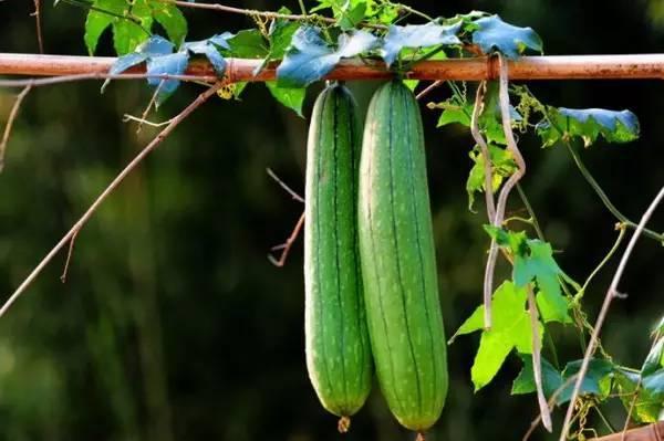 春夏吃瓜  第3张