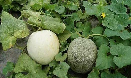 纤维粒吃瓜整理,揭秘瓜类纤维的神奇功效与食用之道  第1张