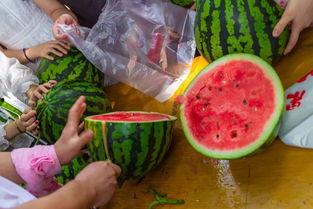 厦门吃瓜视频,一网打尽本地美食风情