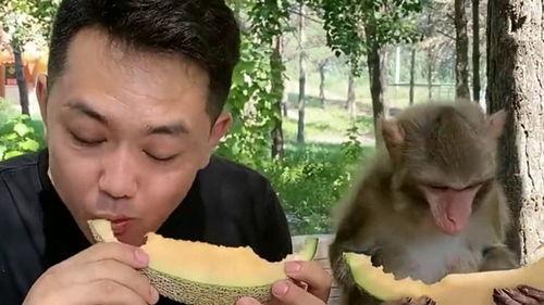 猴子吃哈密瓜,森林中的美味奇遇  第2张