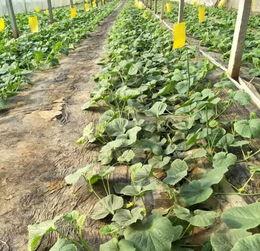 青州吃瓜合集,一场别开生面的吃瓜盛宴  第2张