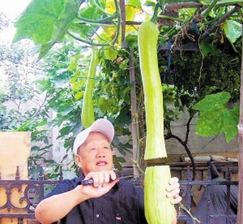 吃大瓜长肉吗,吃大瓜真的会长胖吗？揭秘水果热量与体重关系  第3张